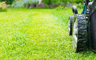 Lawn Care Basics