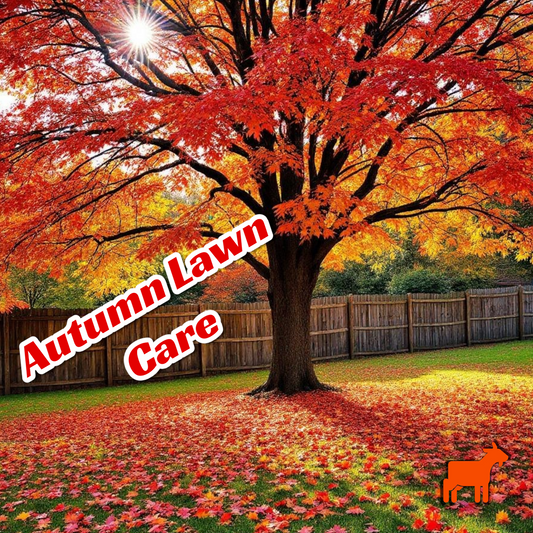 🍂 Autumn Lawn Care in Australia: Your Complete Guide for a Healthier, Greener Lawn