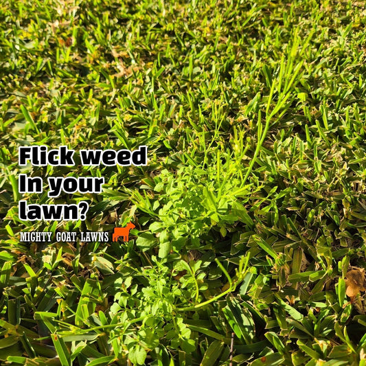 Flick Weed in Buffalo Lawn
