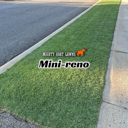 Mini-reno Scalp Mighty Goat Lawns
