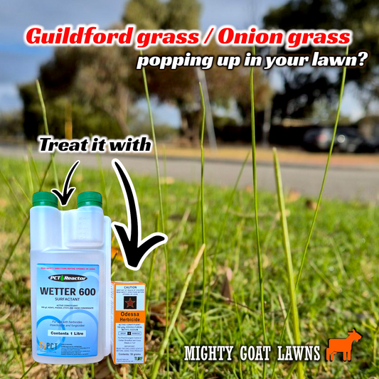 How do I treat Onion weed and Onion grass/Guildford grass in lawn?