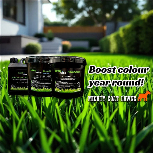 Boost Lawn Colour Year Round