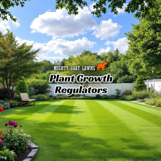 What is Plant Growth Regulator (PGR) and what does it do for your lawn?