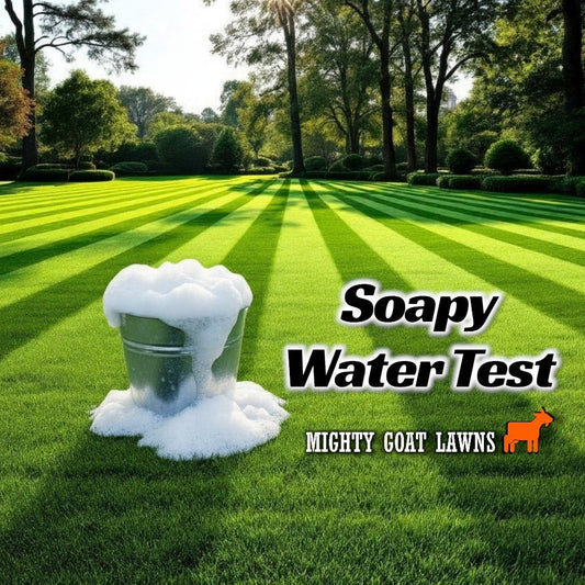 How to Do a Soapy Water Test for Lawn Pests in Australia (Black Beetle, Armyworm, Sod Webworm)
