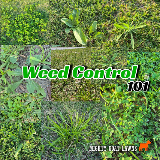 Winter Weed Control in Australian Lawns