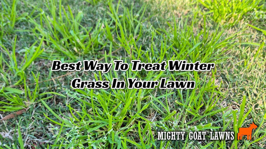 Expert Guide to Treating Winter Grass in Lawns - Pre-emergent and Post-emergent