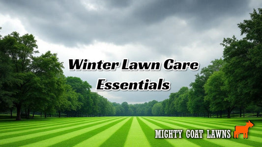 Winter Lawn Care Essentials