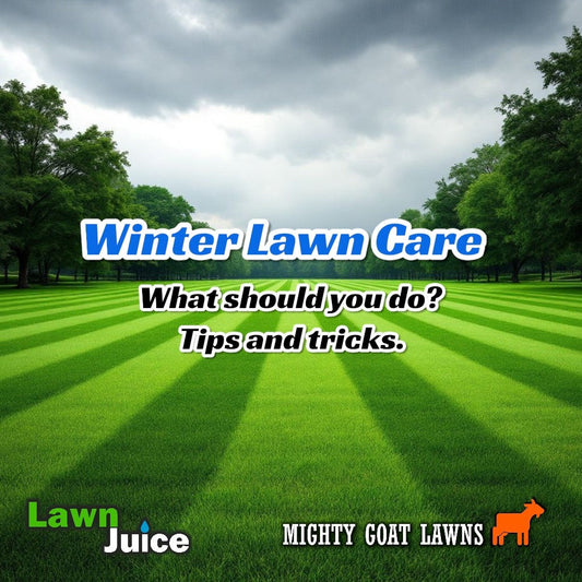 Winter Lawn Care Tips Mighty Goat Lawns