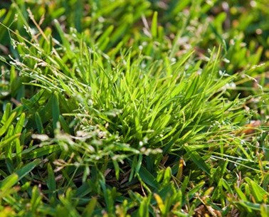How do I treat wintergrass/poa