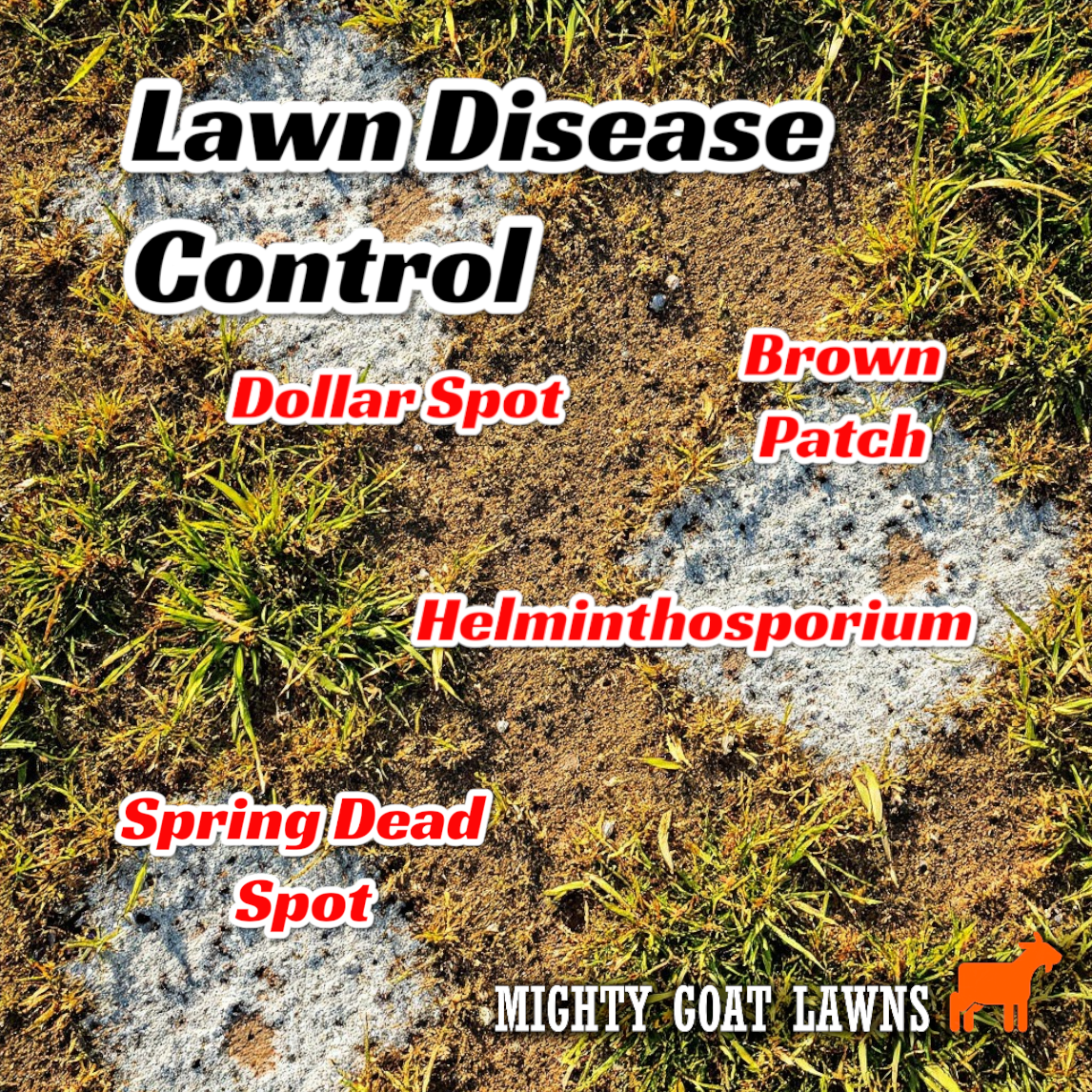 Buffalo Safe Fungicides Australia | Lawn Disease Treatment
