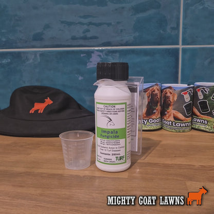 Impala Fungicide application video – how to treat brown patch, dollar spot and lawn fungal diseases in Australian turf