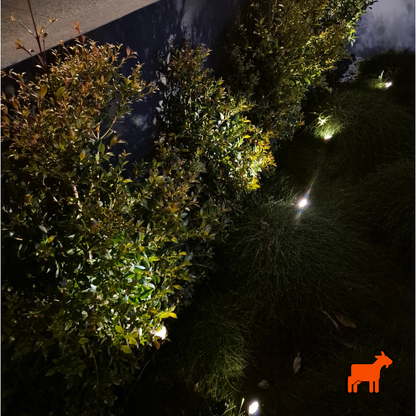 Solar LED spotlights illuminating an Australian garden bed at night
